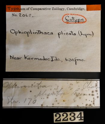 Media type: image;   Invertebrate Zoology OPH-2062 Description: Original handwritten specimen labels;  Aspect: labels